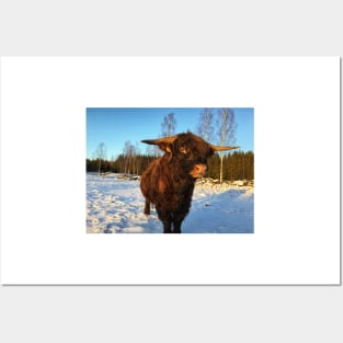 Scottish Highland Cattle Bull 2264 Posters and Art